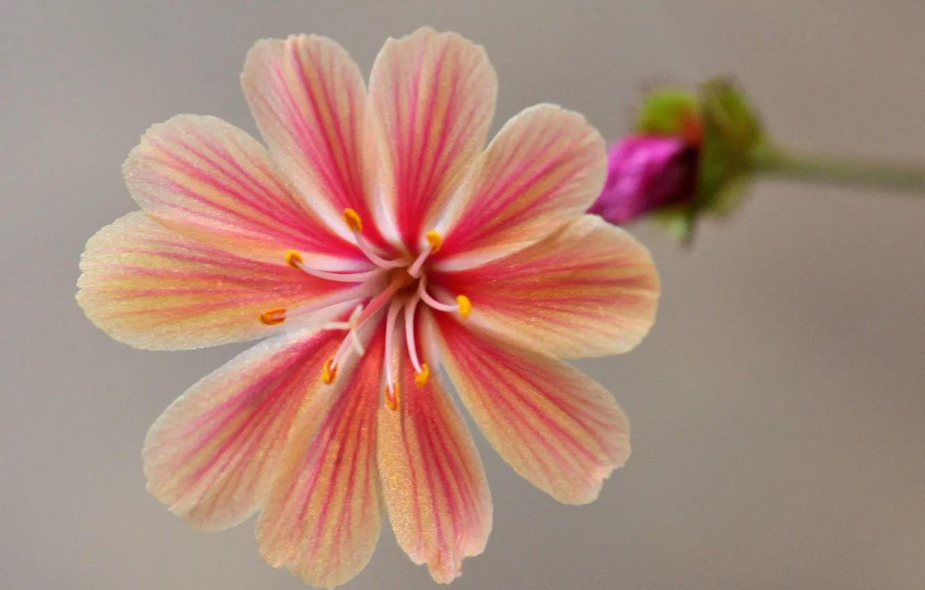 Photo wallpaper flower, nature, petals, leviziya