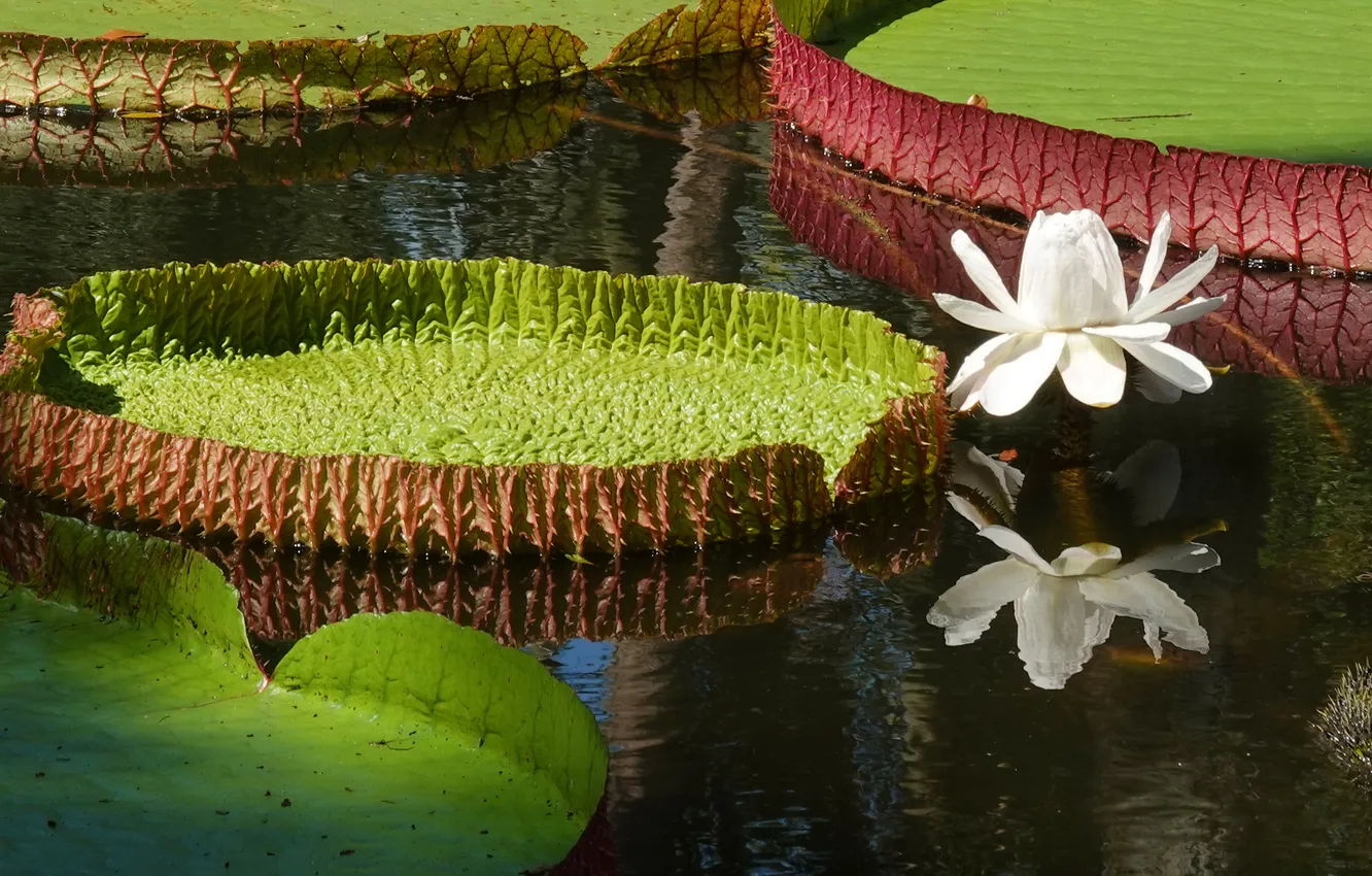 Photo wallpaper greens, white, leaves, water, flowers, lake, pond, reflection