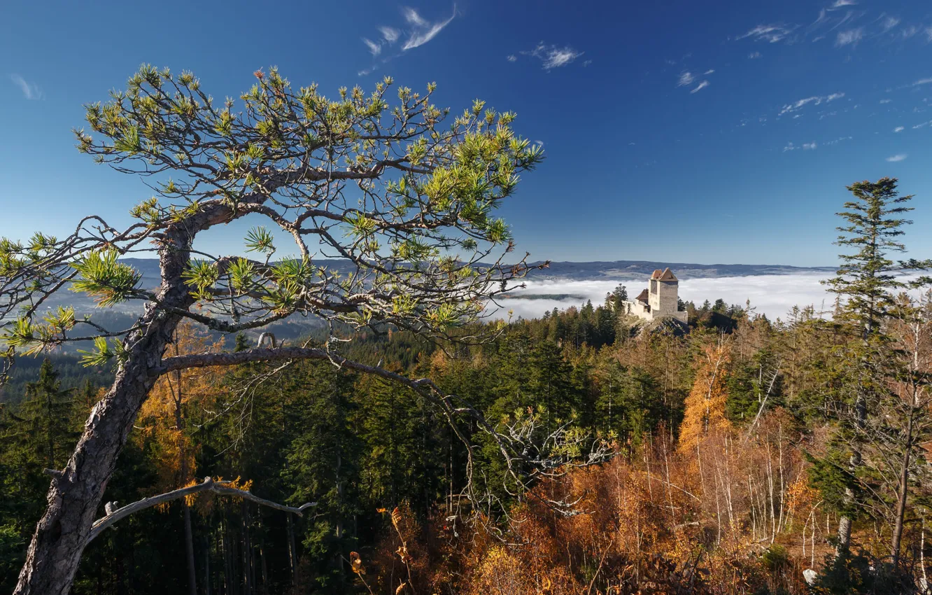 Photo wallpaper forest, castle, height, pine