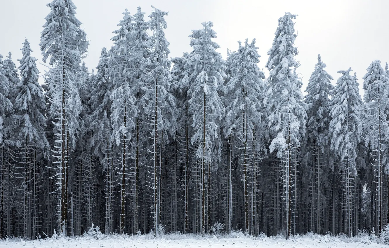 Photo wallpaper winter, forest, landscape
