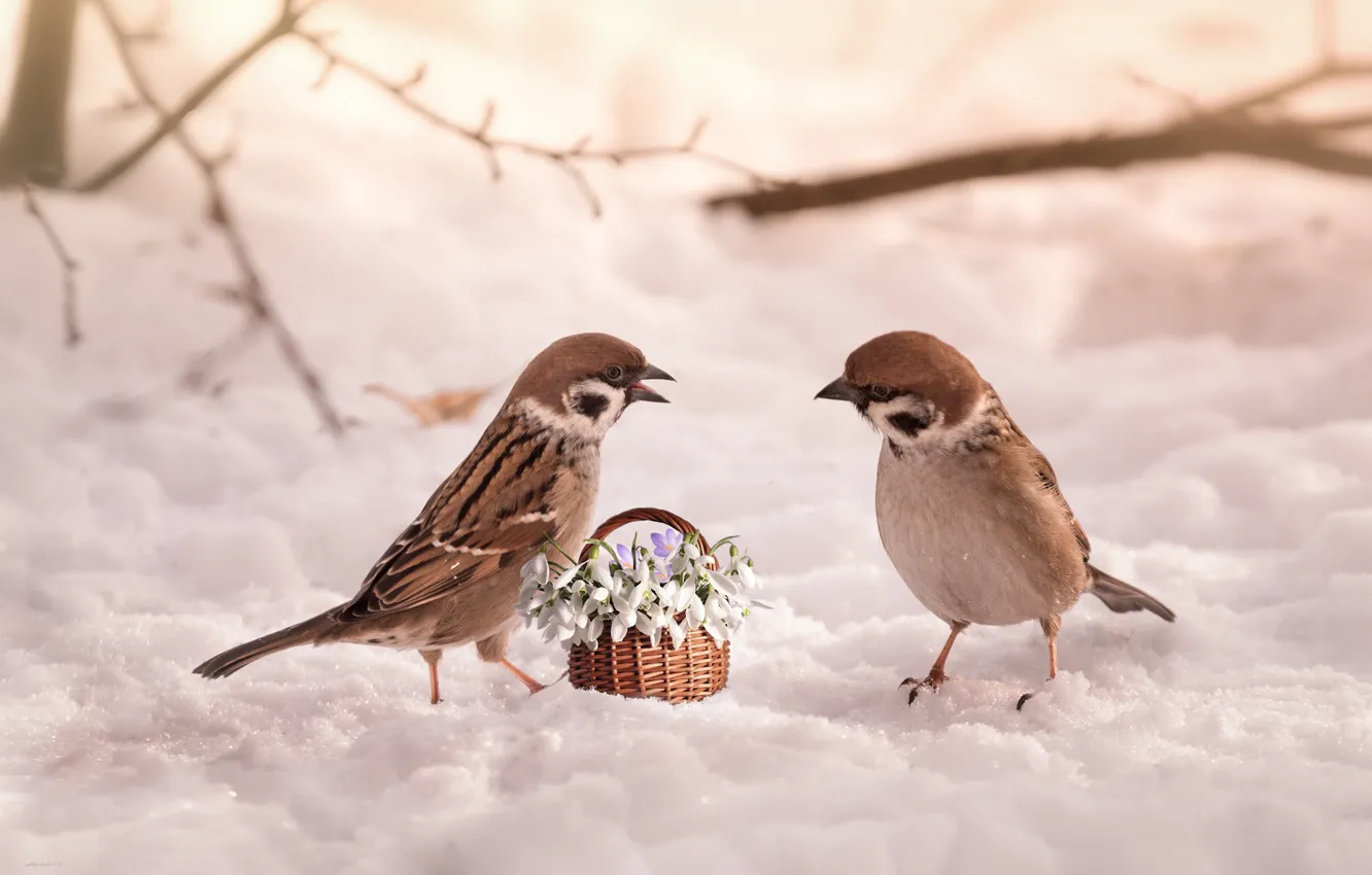 Photo wallpaper snow, flowers, birds, snowdrops, basket, sparrows, March 8