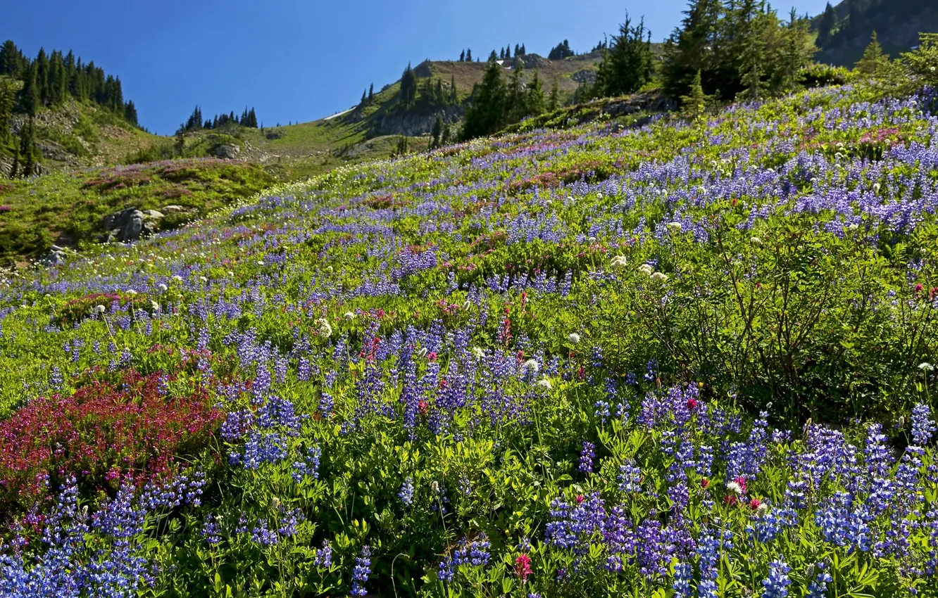 Photo wallpaper flowers, mountains, meadow, lupins
