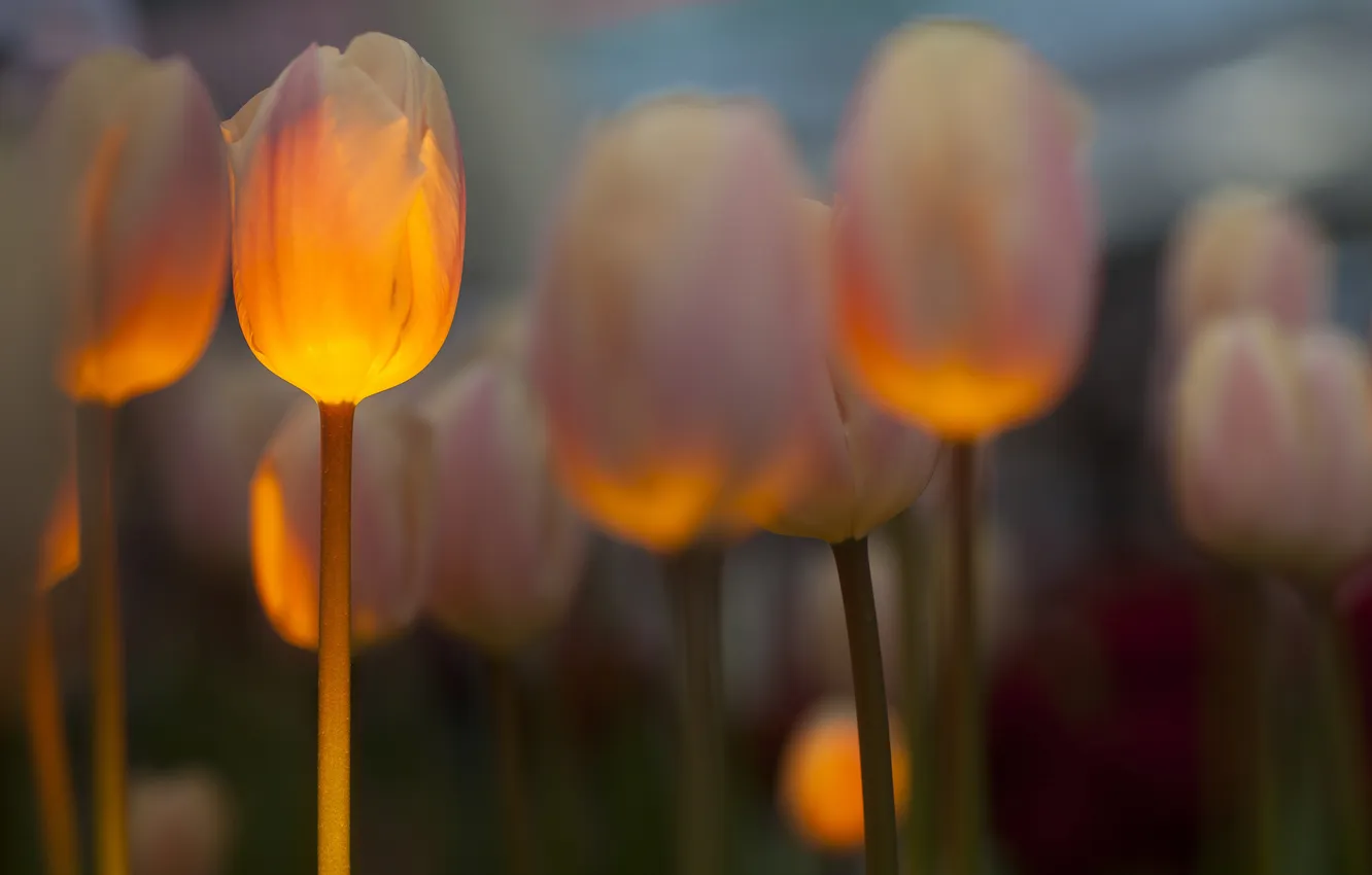 Photo wallpaper field, spring, backlight, tulips