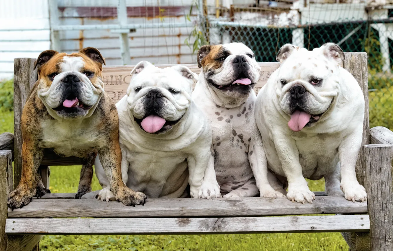 Photo wallpaper dogs, background, Bulldog