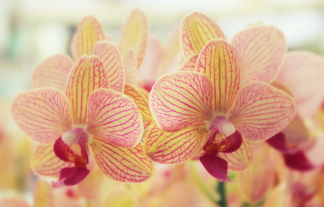 Photo wallpaper flowers, nature, Orchid