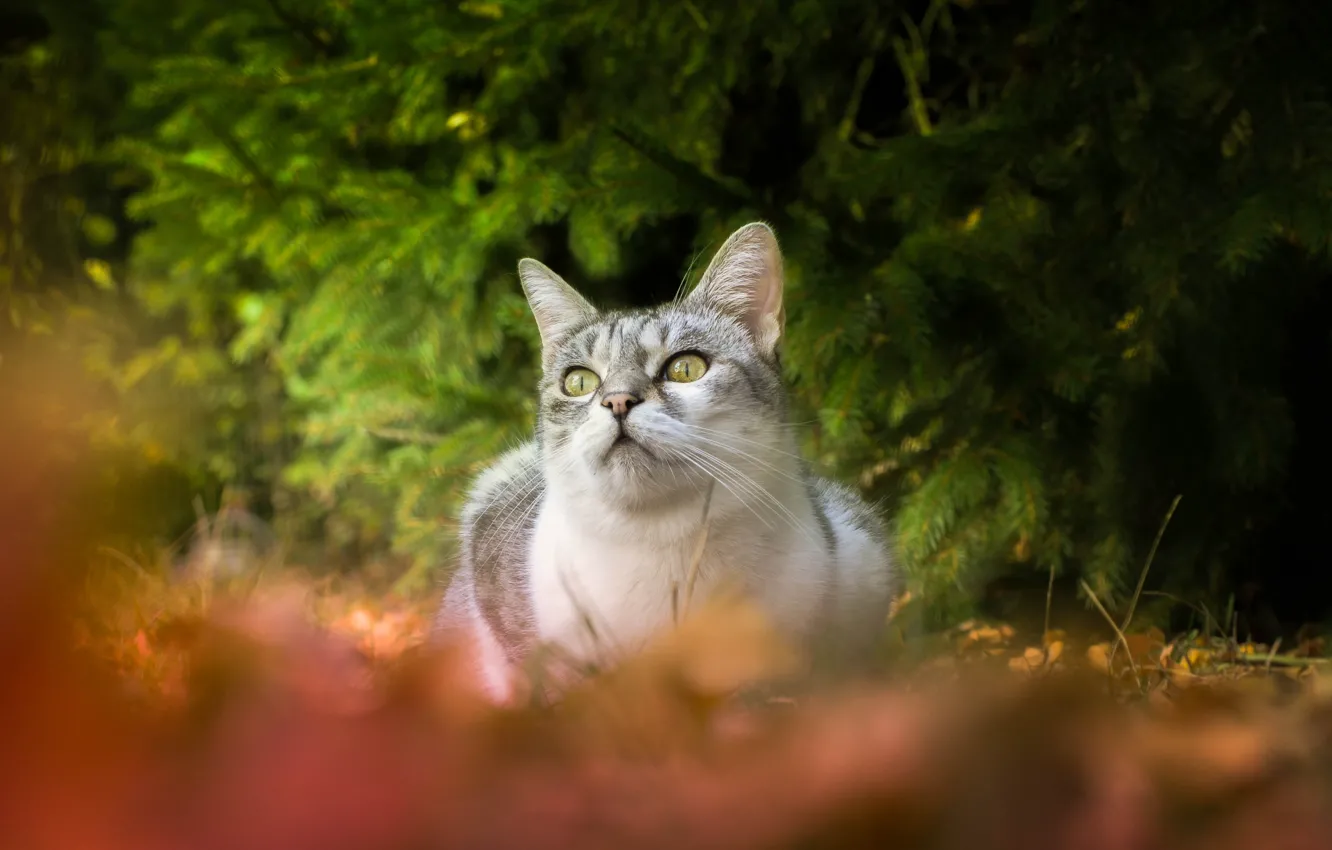 Photo wallpaper cat, look, bokeh, spruce branches