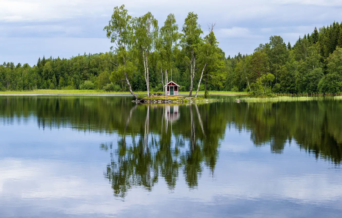 Photo wallpaper forest, trees, river