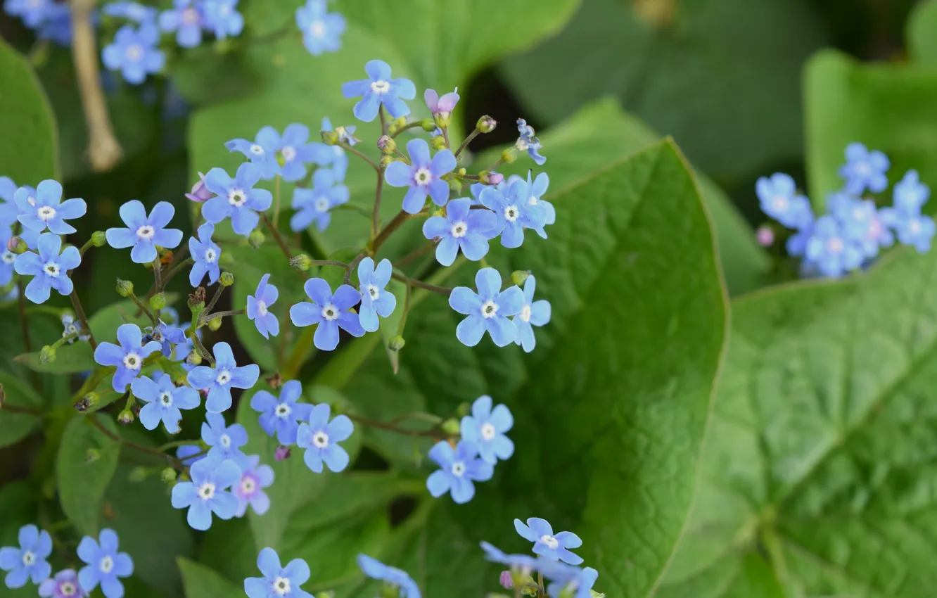 Photo wallpaper spring, widescreen, forget-me-not, blue flowers
