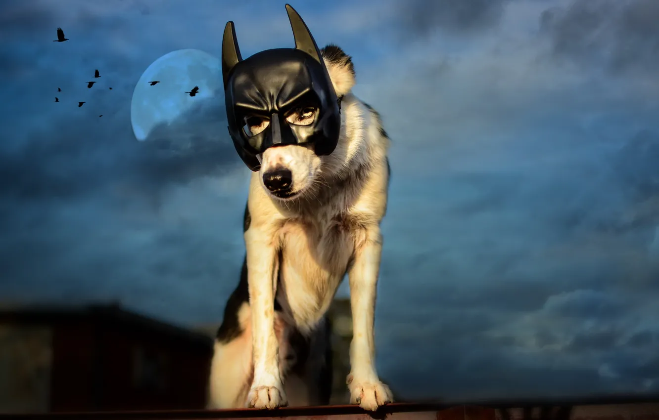 Photo wallpaper roof, the sky, birds, night, clouds, the moon, dog, mask