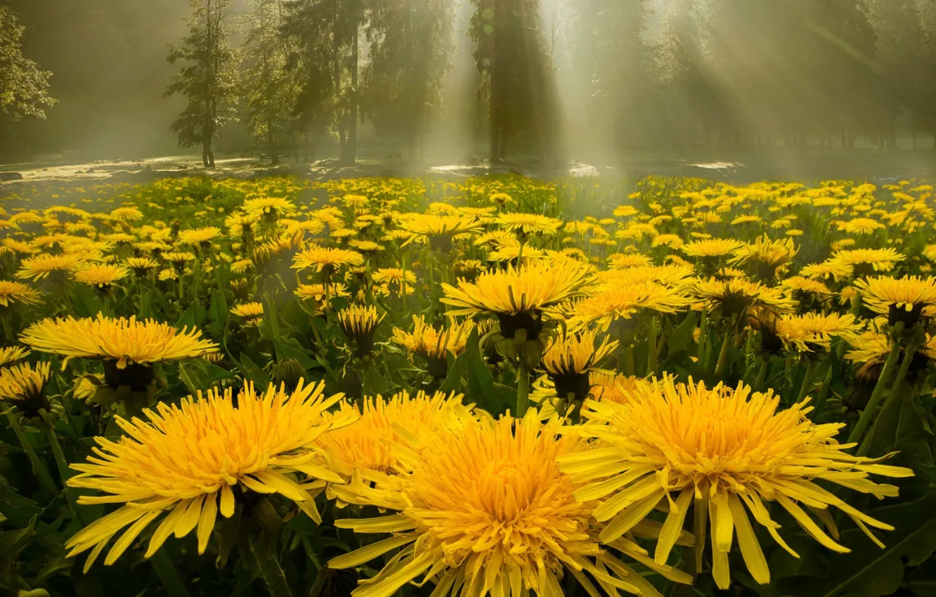 Photo wallpaper forest, rays, dandelion, glade