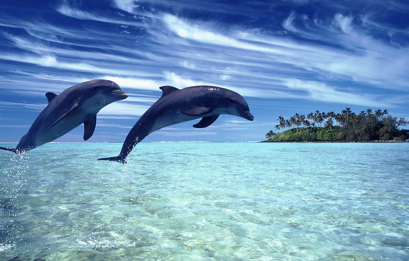 Photo wallpaper sea, the sky, landscape, nature, dolphins