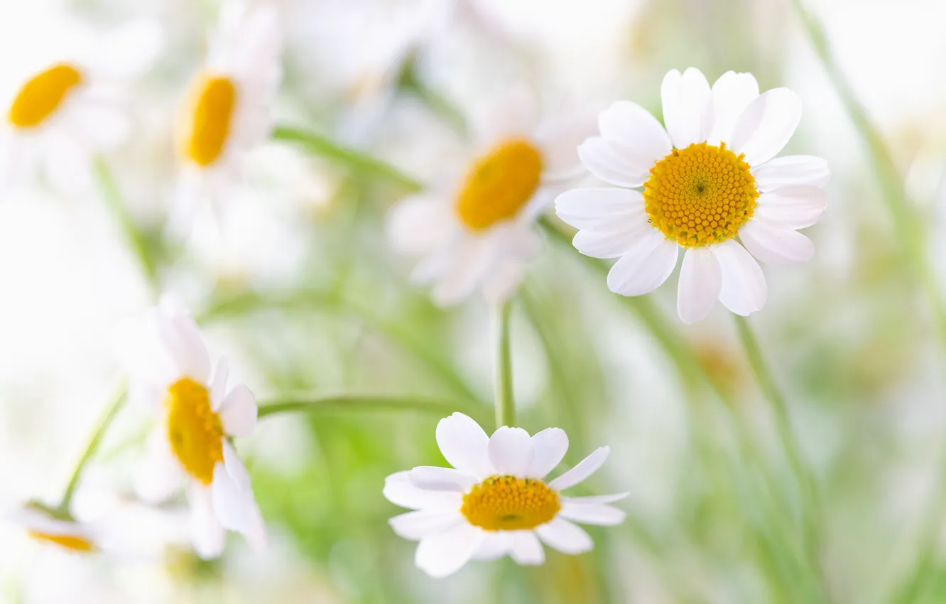 Photo wallpaper macro, chamomile, bokeh