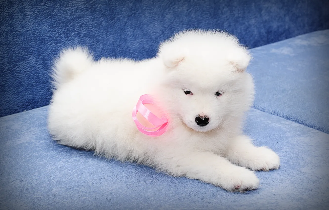 Photo wallpaper dog, puppy, Samoyed