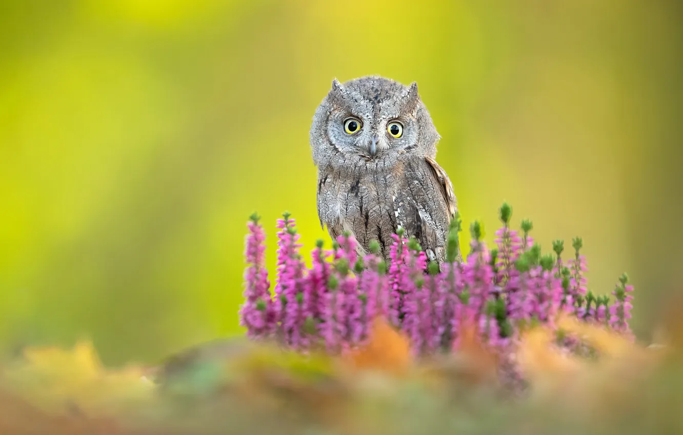 Photo wallpaper look, flowers, owl, bird, glade, green background, owl, Heather