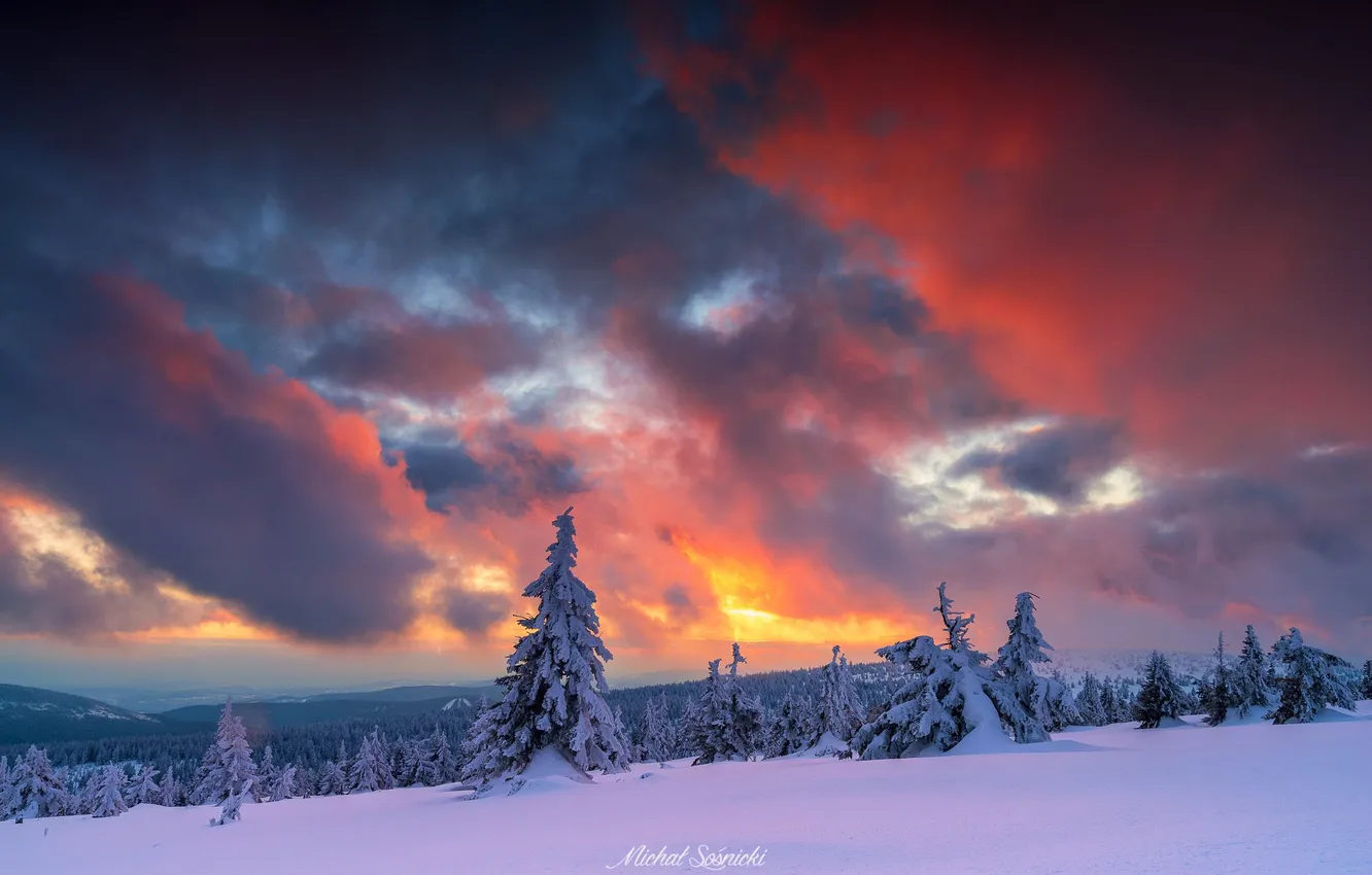 Photo wallpaper sky, nature, sunset, wood, winter, tree, amazing, Sośnicki Michael