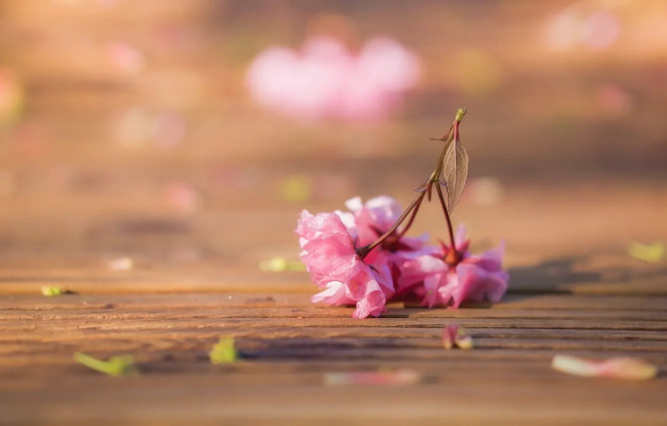 Photo wallpaper blur, Sakura, flowers