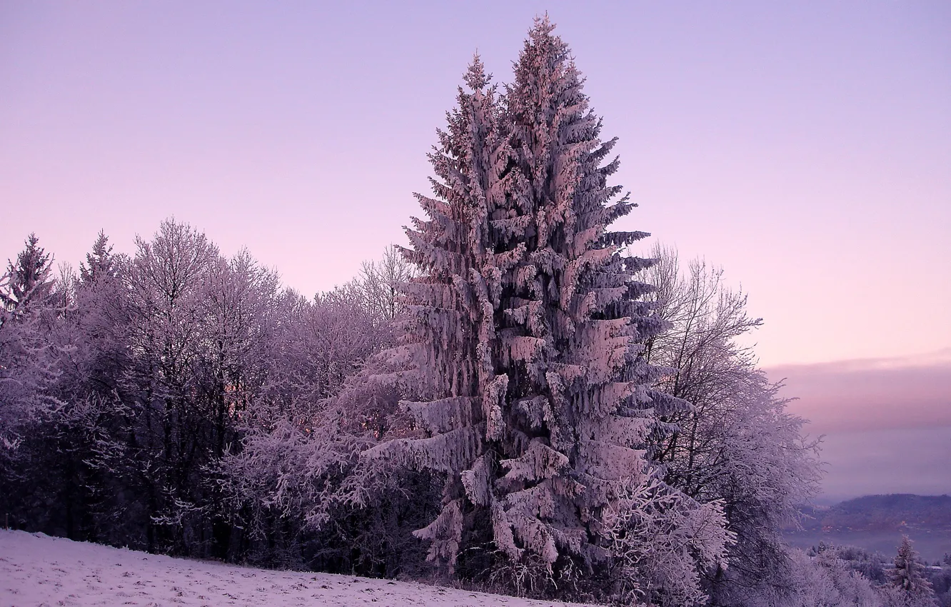 Photo wallpaper cold, winter, the sky, snow, trees, nature, hills, spruce