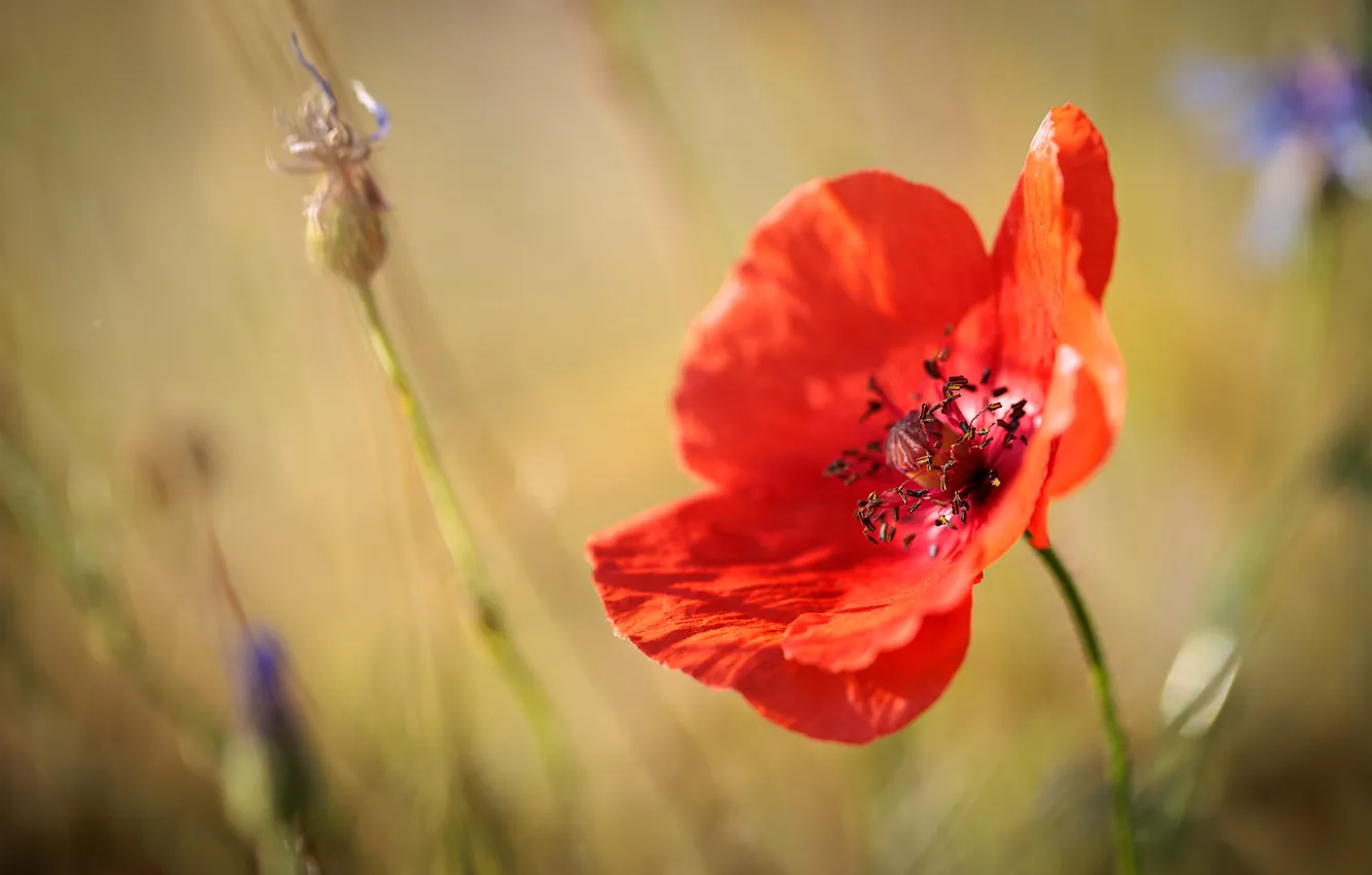 Photo wallpaper macro, red, petals, blur, anemones