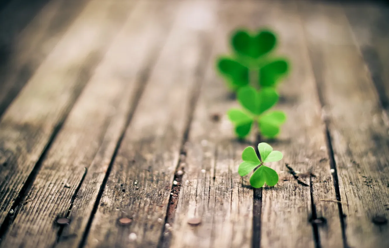 Photo wallpaper green, wood, three, Clover, clover