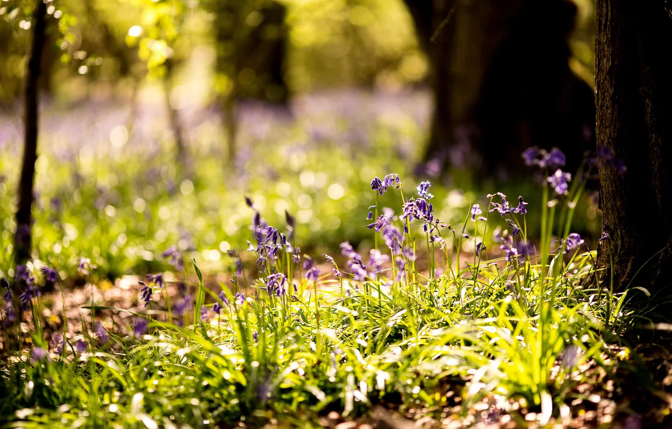 Photo wallpaper summer, flowers, nature