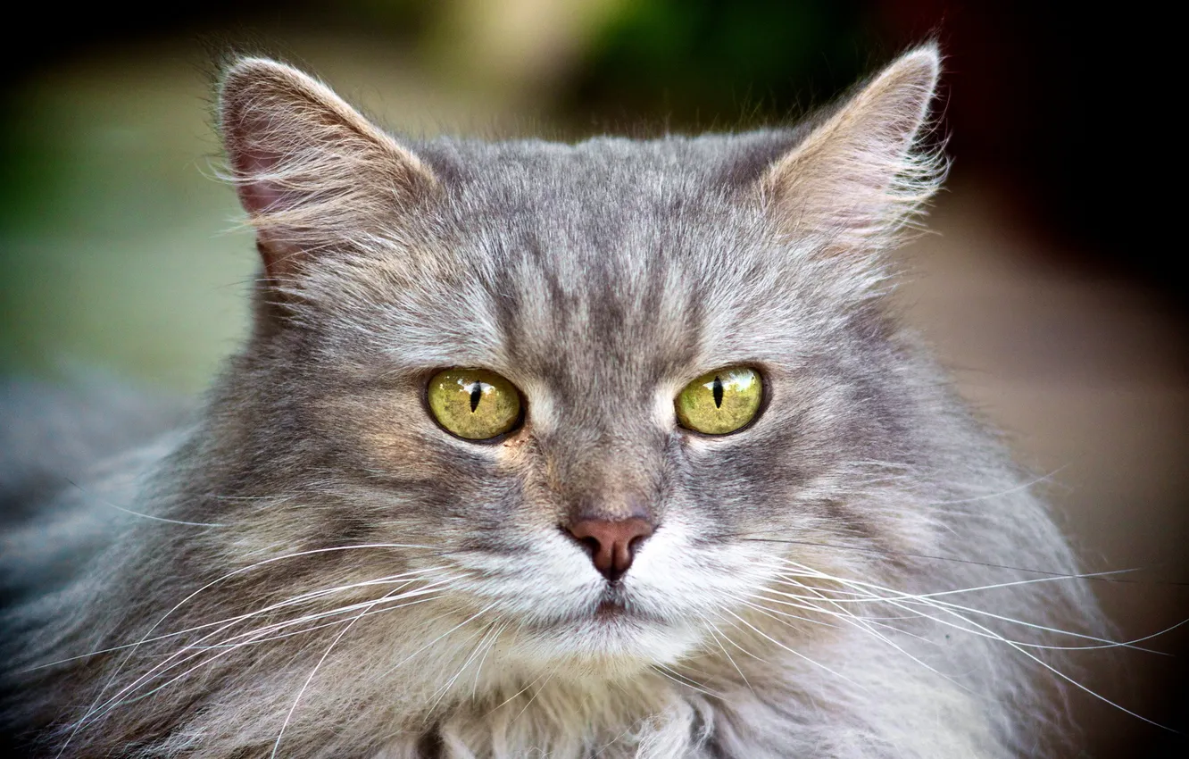 Photo wallpaper cat, look, grey