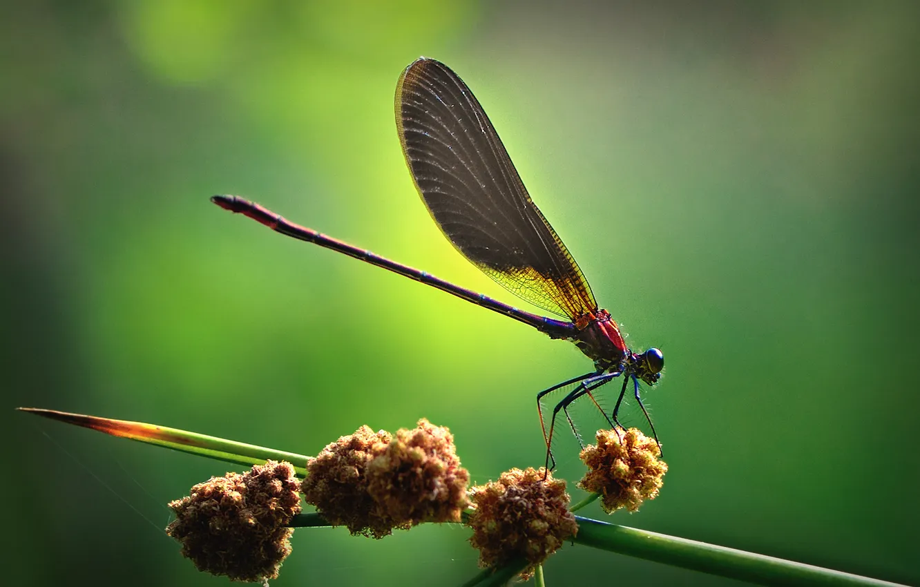 Photo wallpaper macro, branch, dragonfly