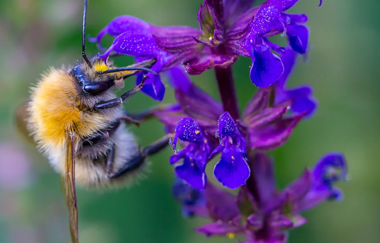 Photo wallpaper flowers, nature, plant, insect, bumblebee