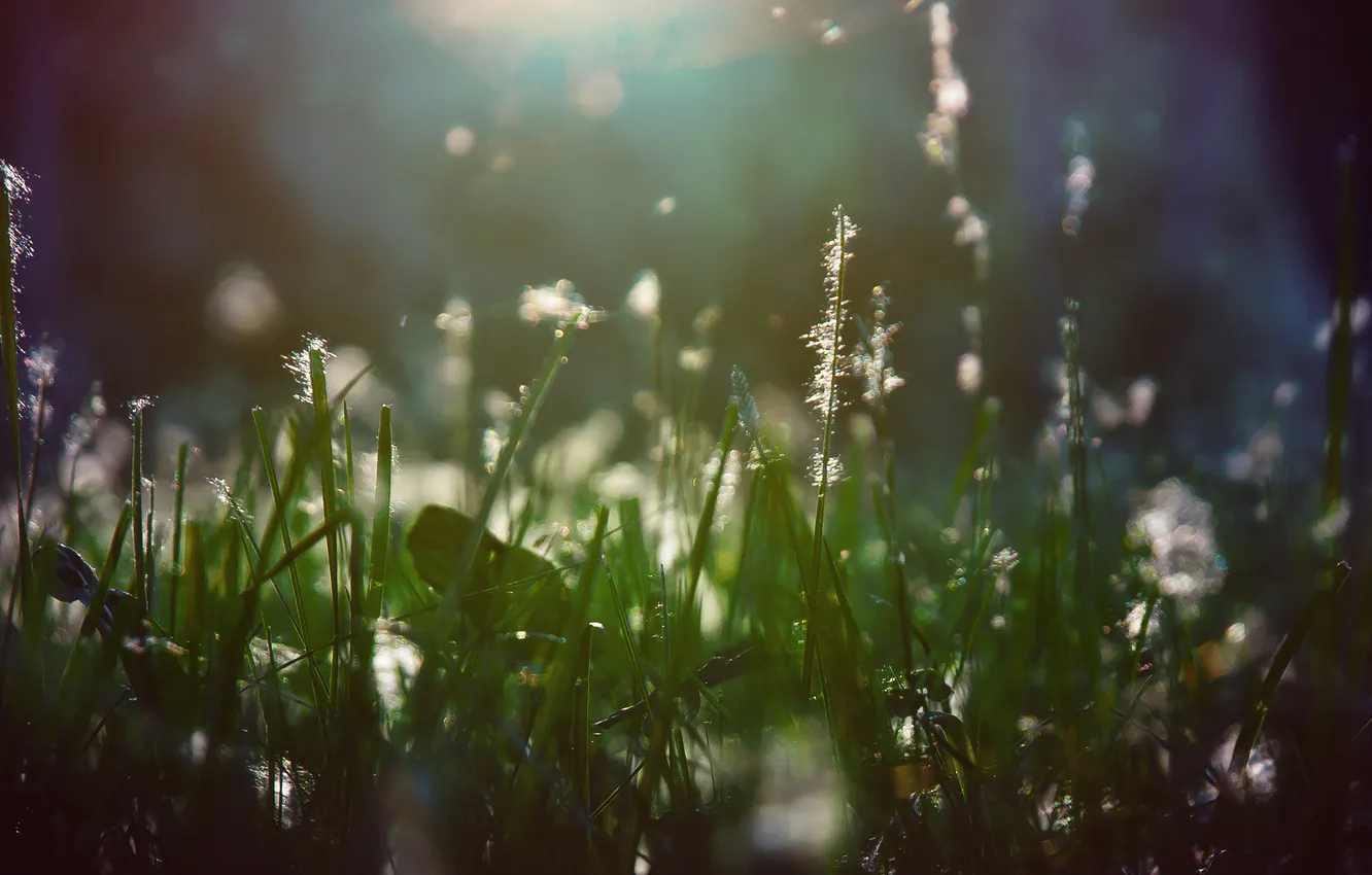 Photo wallpaper grass, light, fluff
