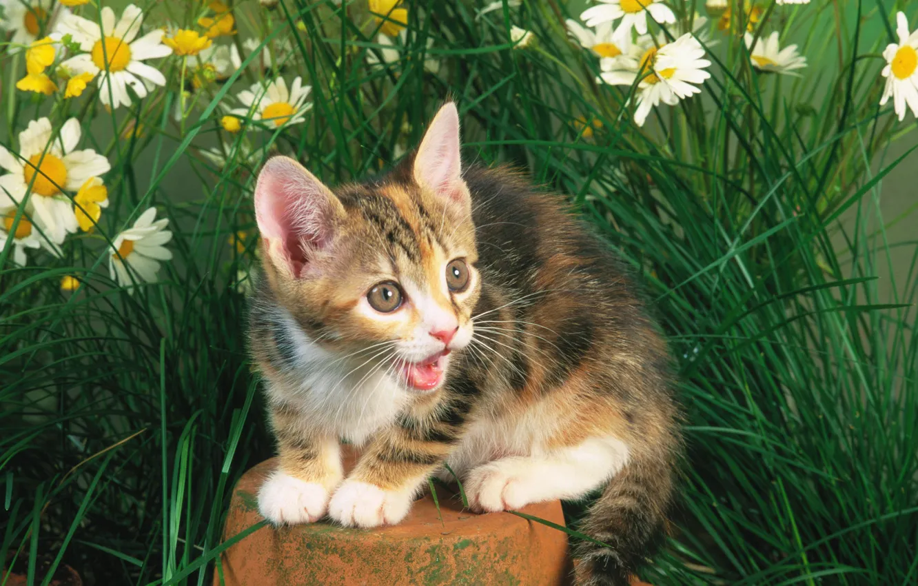 Photo wallpaper cat, grass, cat, kitty, stone, cat