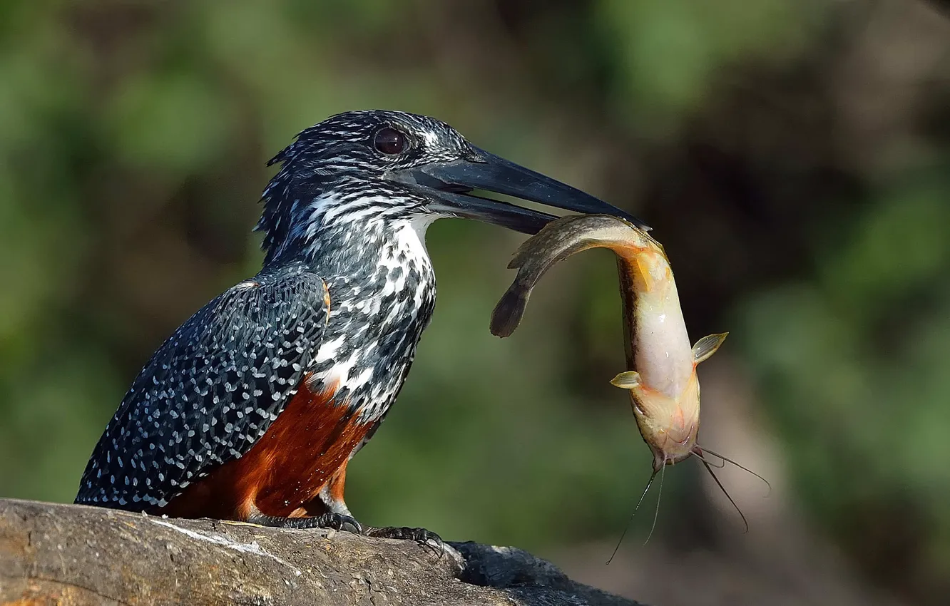 Photo wallpaper fish, food, mining, catfish, Giant piebald Kingfisher