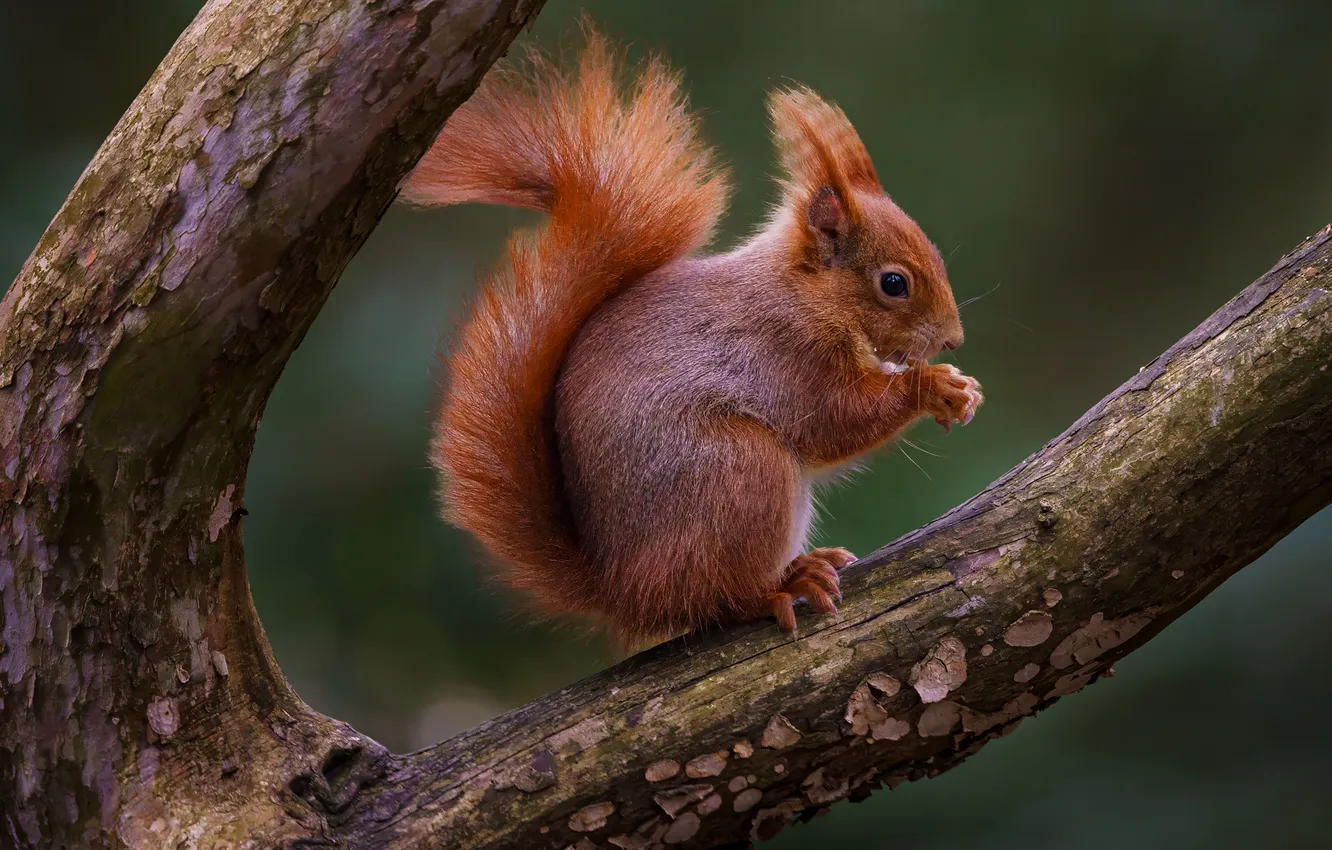 Photo wallpaper branches, background, protein, rodent