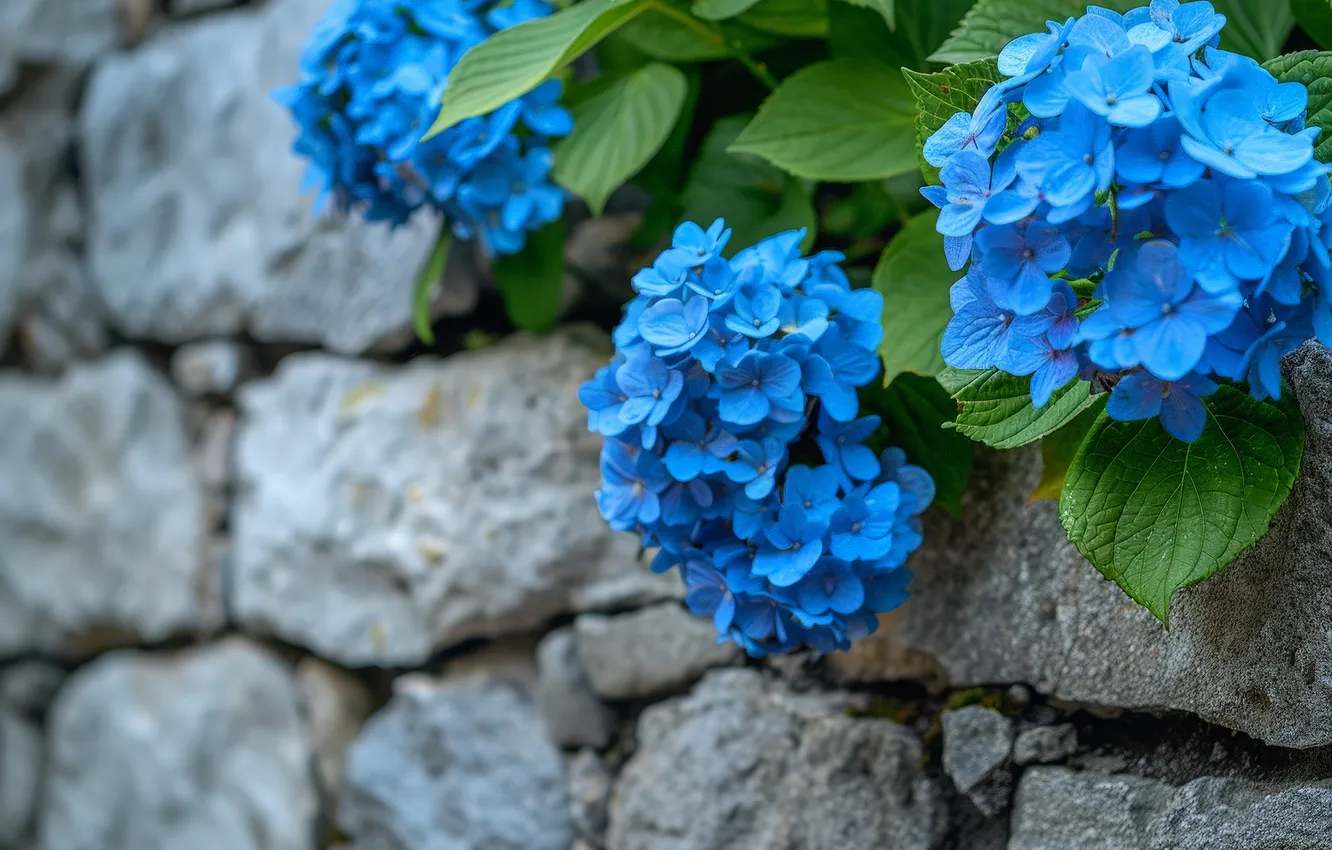 Photo wallpaper leaves, flowers, stones, wall, blue, blue, inflorescence, hydrangea