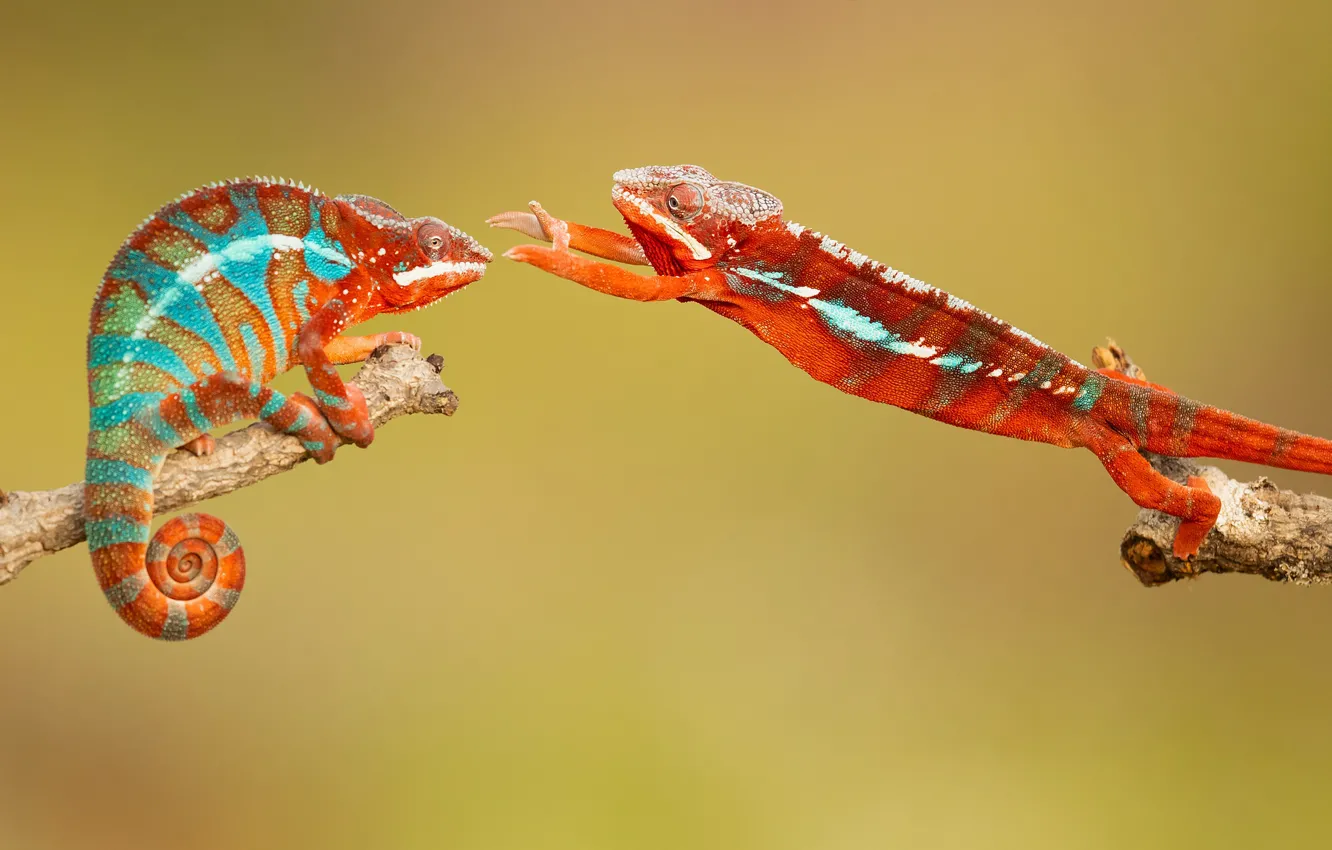 Photo wallpaper chameleon, chameleon, hugs, chamaeleonidae, Hugs, Milan Zygmunt
