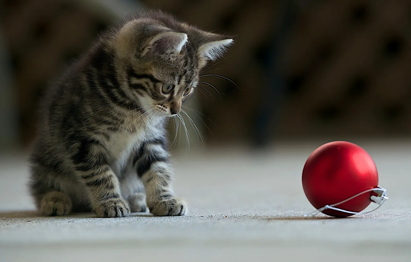 Photo wallpaper red, kitty, grey, the game, ball, Christmas, striped