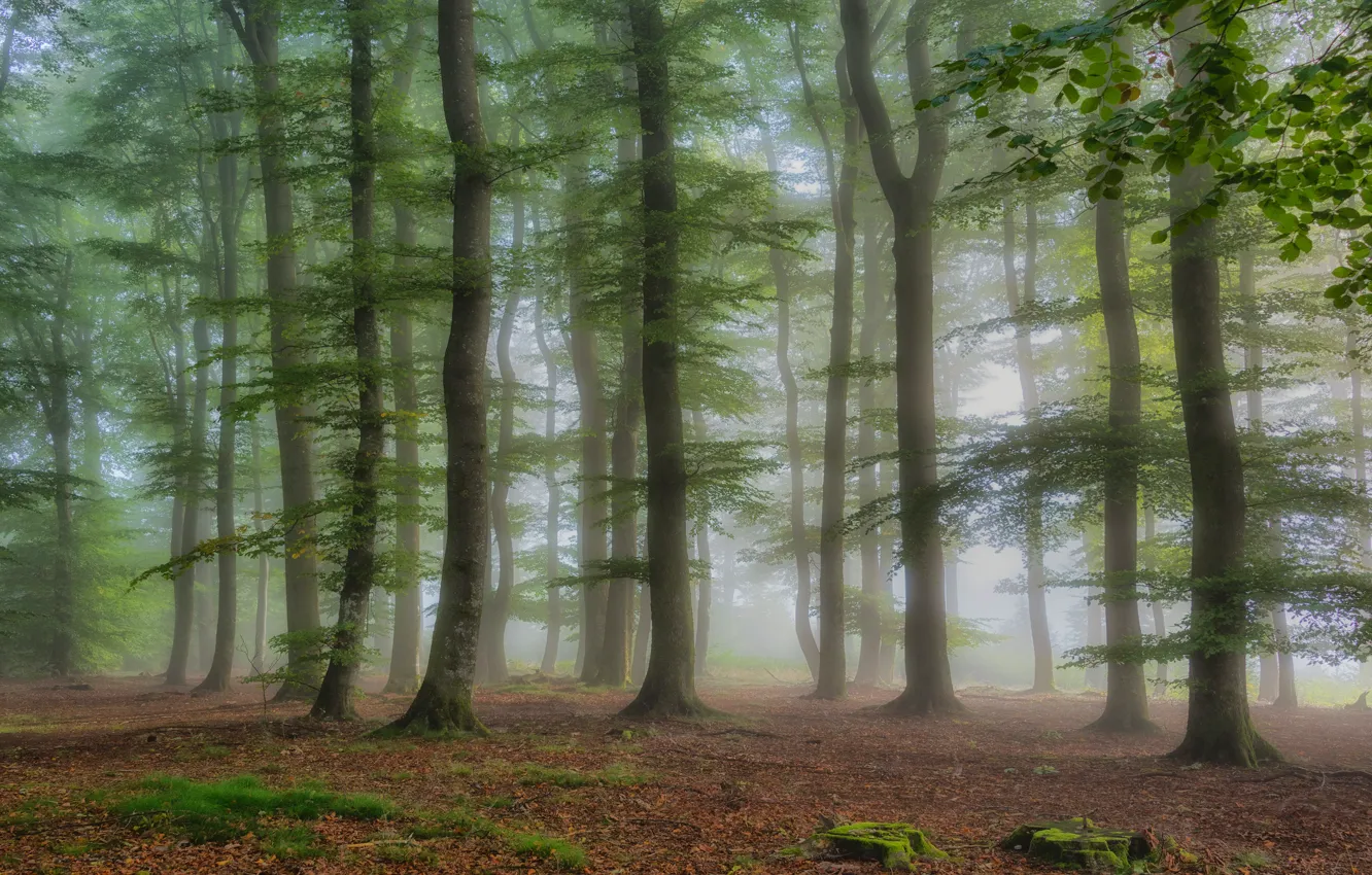 Photo wallpaper forest, leaves, trees, branches, nature, fog, foliage, stump
