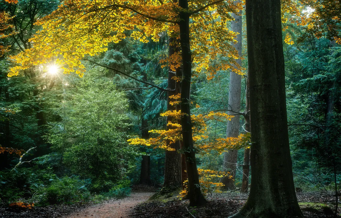 Photo wallpaper autumn, forest, trees