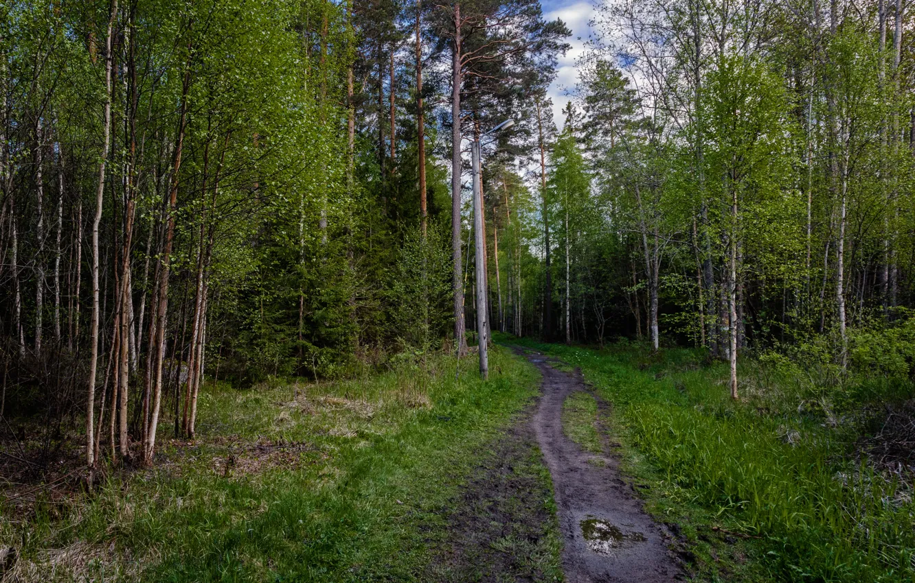Photo wallpaper greens, trees, green, Forest, forest, grove, path, trees
