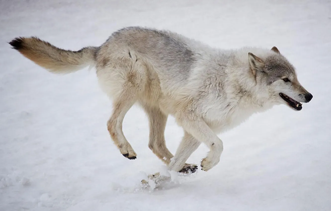 Photo wallpaper nature, Gray Wolf, face, animal, wolf, canis lupus, wildlife, head
