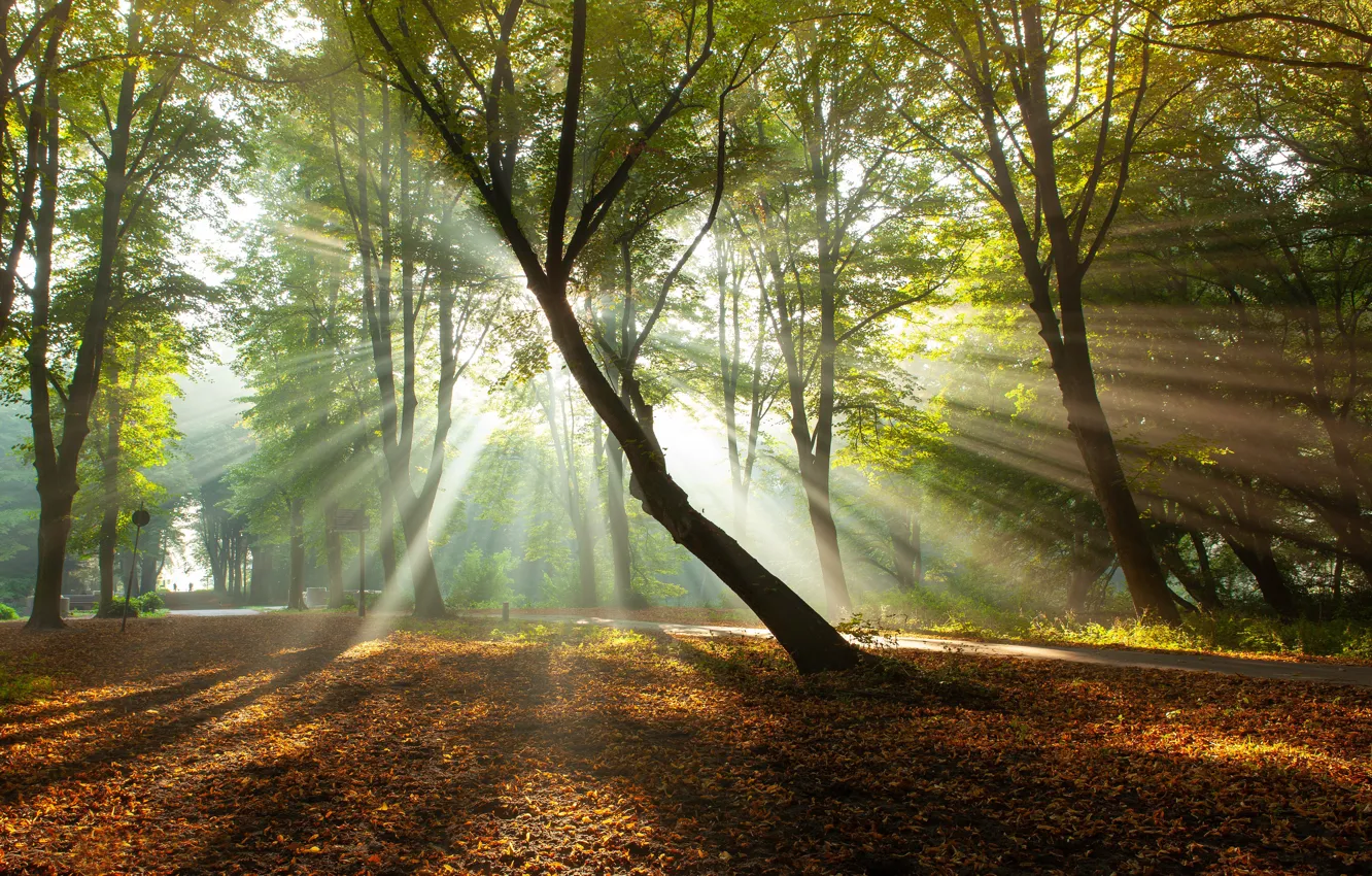 Photo wallpaper autumn, trees, Park, morning, Netherlands, the sun's rays, fallen leaves
