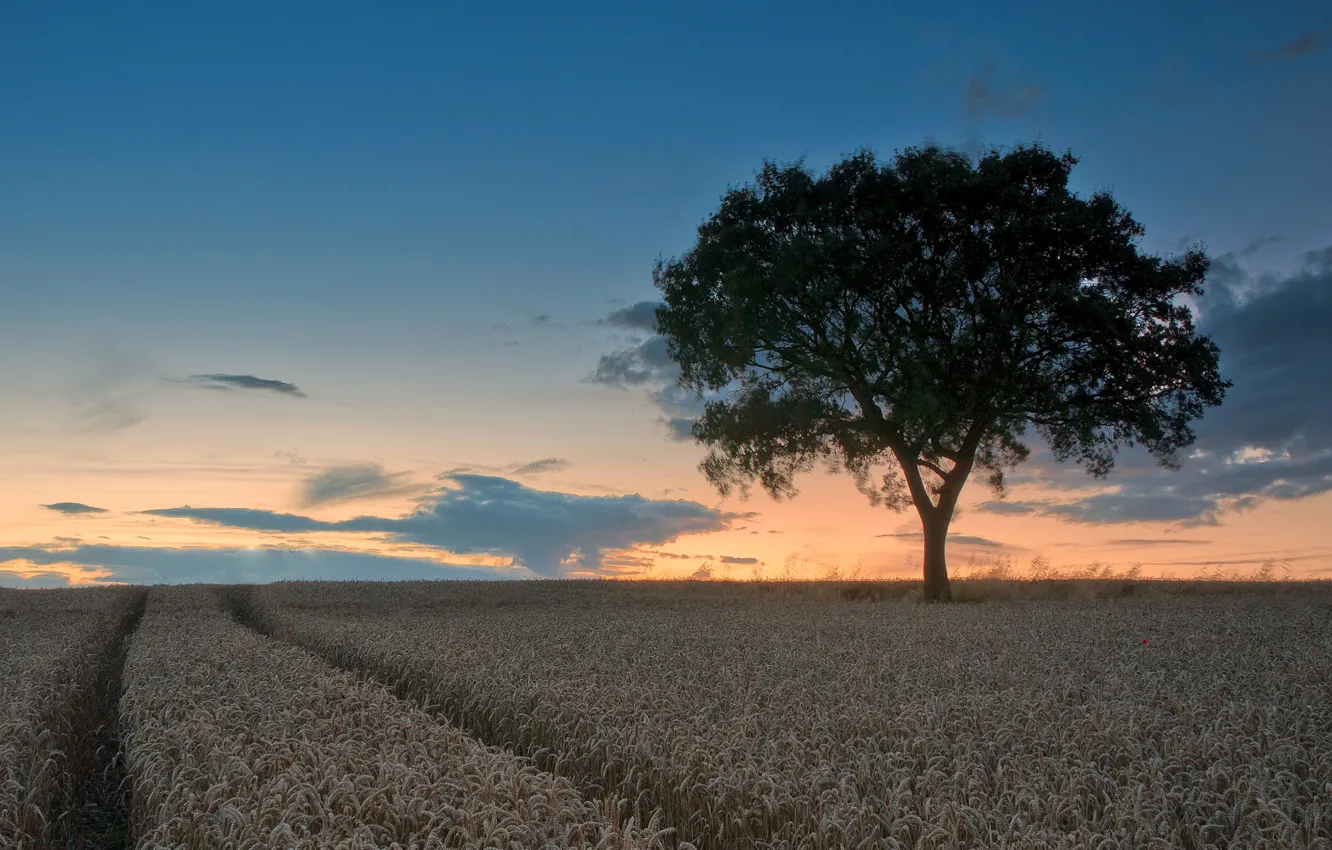 Photo wallpaper field, clouds, trees, traces, nature