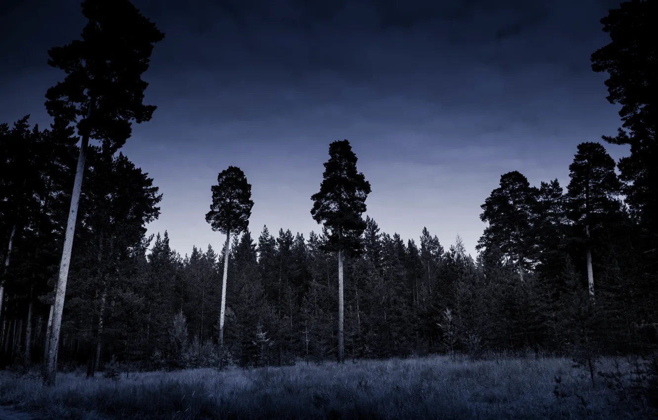 Photo wallpaper Nature, Night, Forest, The darkness