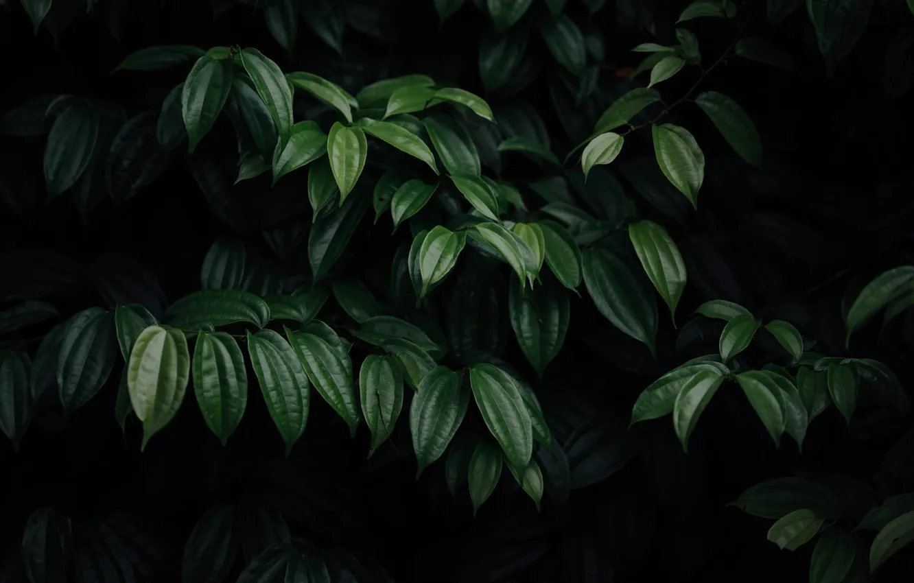 Photo wallpaper leaves, macro, plant