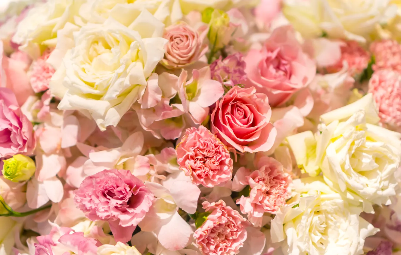 Photo wallpaper flowers, background, roses, gentle, pink, white, a lot