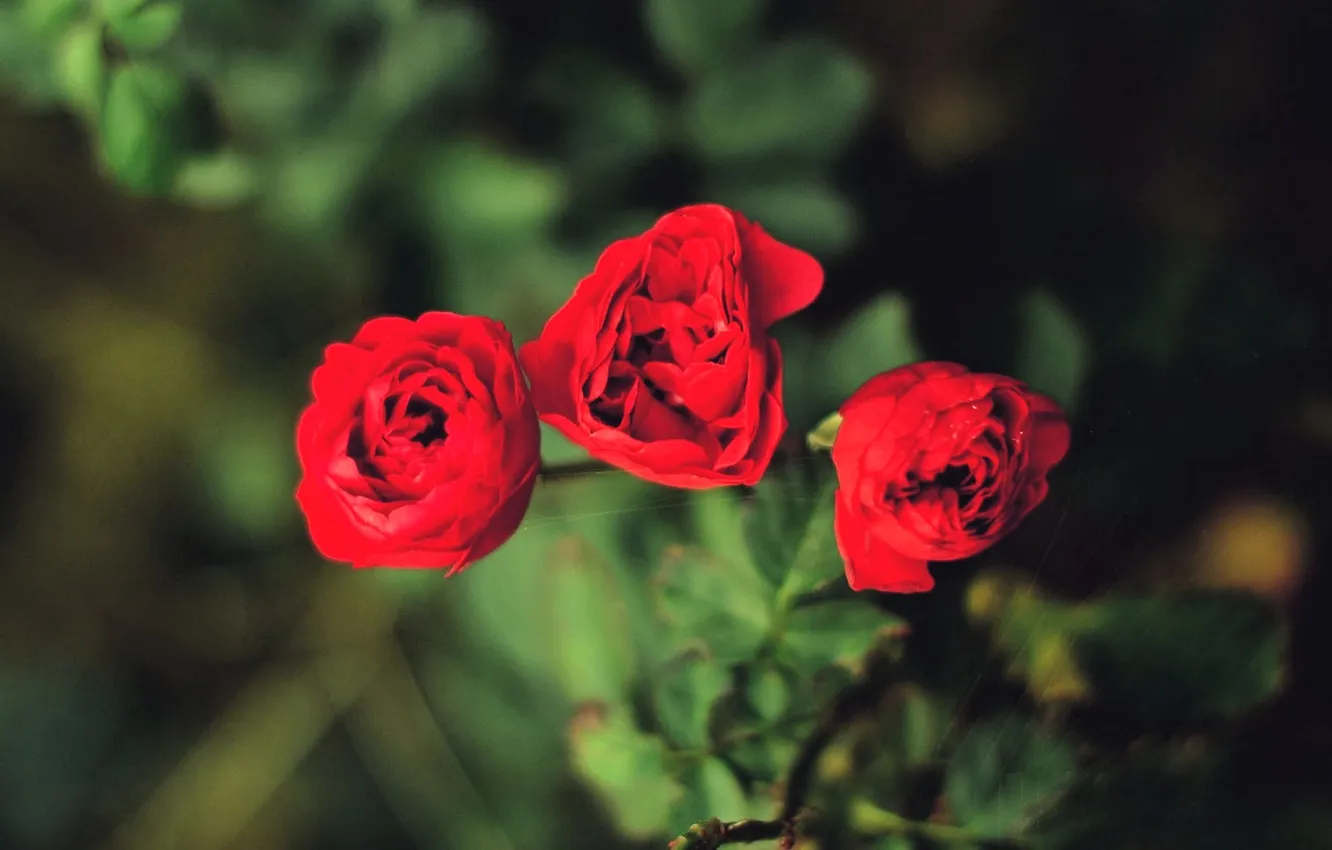 Photo wallpaper leaves, red, roses, the bushes