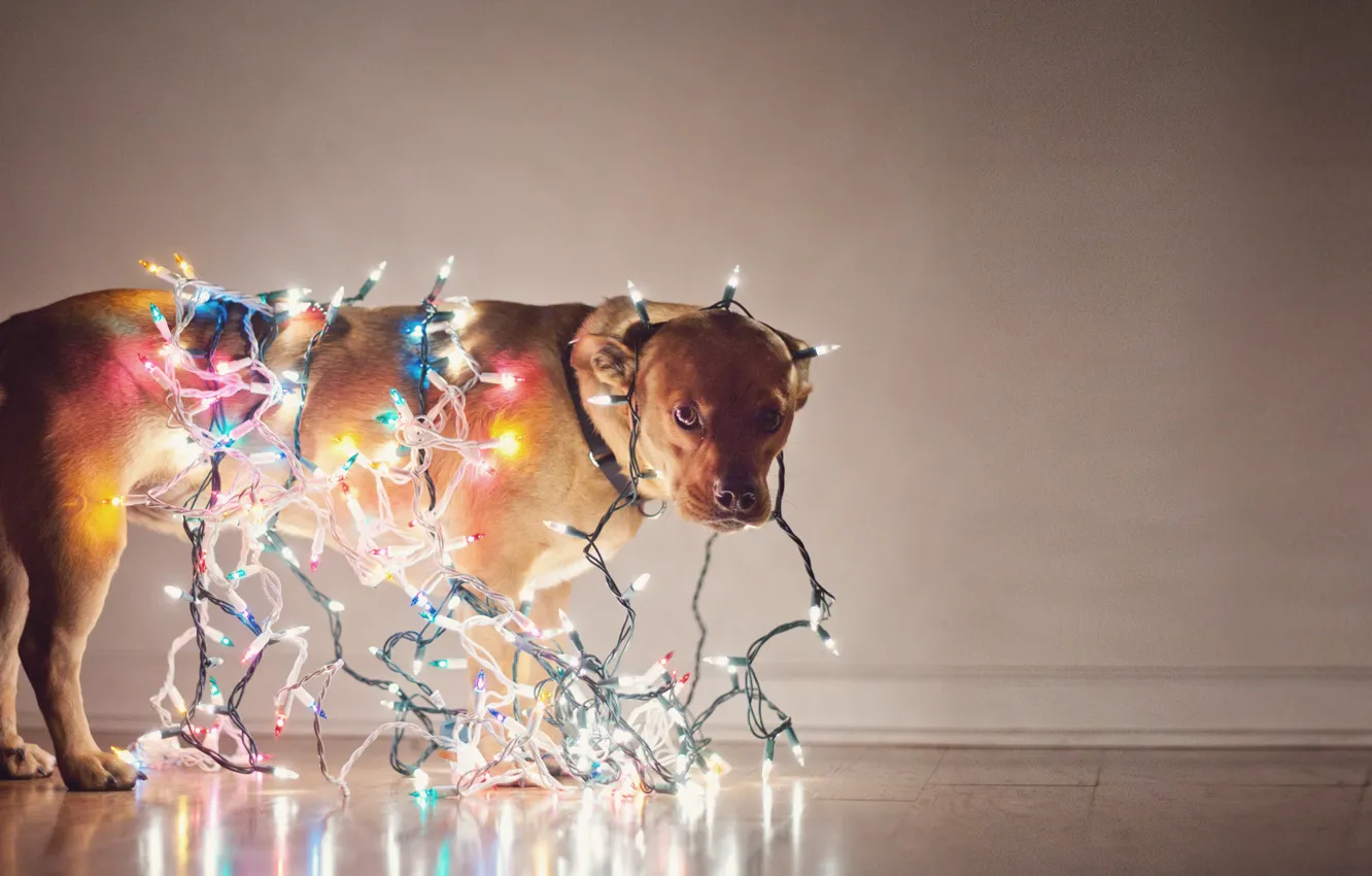 Photo wallpaper holiday, dog, garland, light bulb