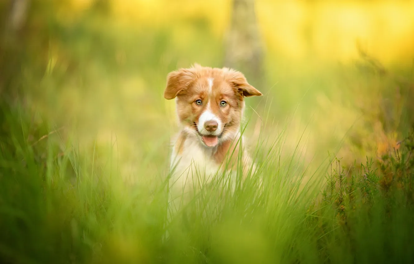 Photo wallpaper greens, language, grass, look, light, nature, pose, sweetheart