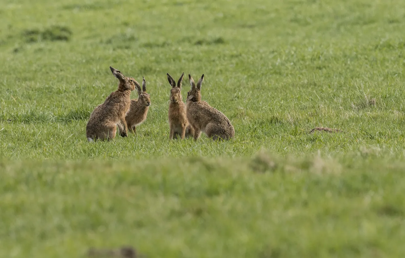 Photo wallpaper grass, group, rabbits