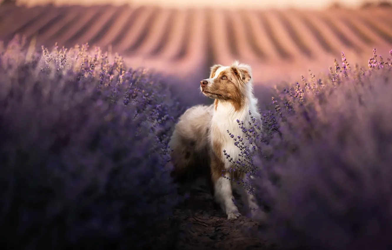 Photo wallpaper dog, lavender, Australian shepherd, Aussie
