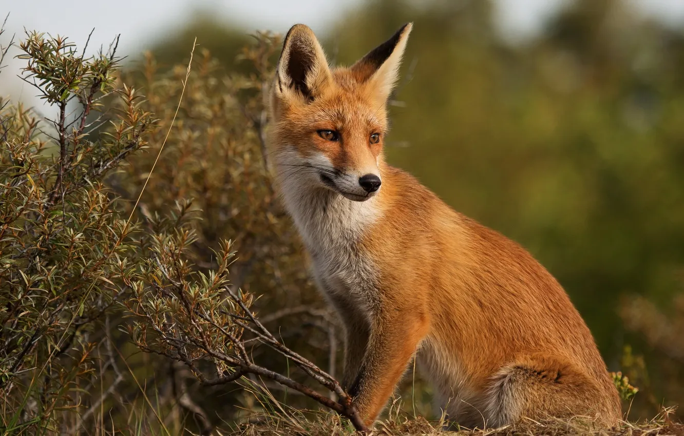 Photo wallpaper nature, background, Fox