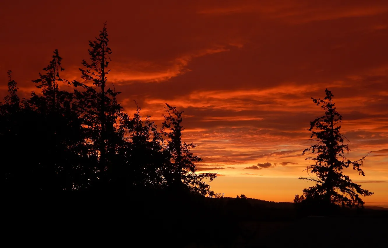 Photo wallpaper the sky, clouds, trees, sunset, spruce, silhouette, glow